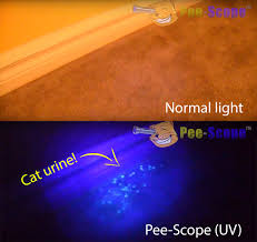 cat urine black light results and