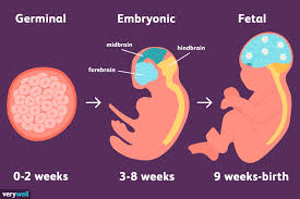 Stages Of Prenatal Development