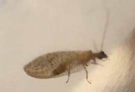 brown lacewing all you need to know