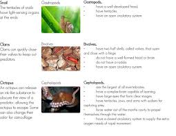 Mollusks And Annelids Ck 12 Foundation