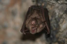the dangers of bats in your home