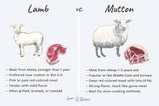how-old-is-lamb