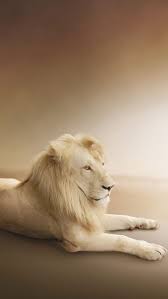 white lion 3d wild hd phone