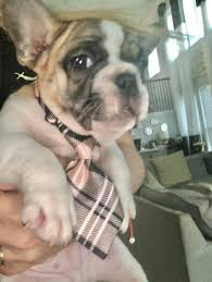 This means, that the puppies can now become. French Bulldogs Bouledogue Royal Chateau Home Facebook