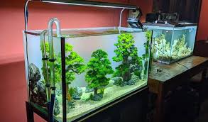 fertilize aquarium plants naturally
