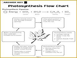Cell Energy Flow Chart Answer Key Cell Energy Flow Chart