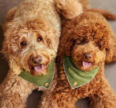 Browse all the puppies for sale charlotte dog club has available. Pampered Poodles And Doodles Oliver The Goldendoodle From Instagram Was Born Here Visit Our Facebook Page For References