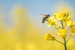 What benefits does a bee get from the flower?