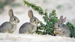 Using the snare, you can trap rabbits. Failure To Hunt Rabbits Part Of Neanderthals Demise