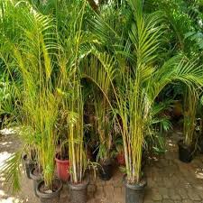 Well Watered Green Areca Palm For