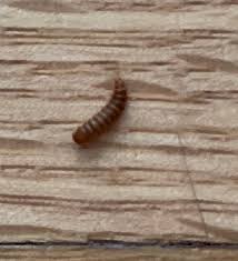larva of a beetle pest control canada