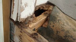 Termite Damage Repair Home Care