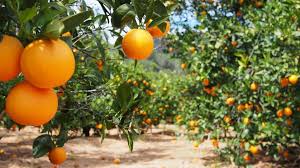 Your Favorite Citrus Fruits Are Hybrids That Dont Occur