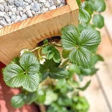 Wooden planters are one of my favorite things to build. Diy Strawberry Planter With Plans The Handyman S Daughter