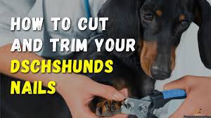 how to cut dachshund nails 10 simple