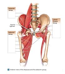 It therefore serves the artist as a dependable visual landmark for the location of muscular forms. Anatomy 223 Test 2 Muscles Of The Hip Anterior Diagram Quizlet