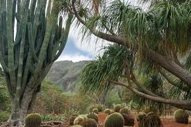 koko crater botanical garden oahu s