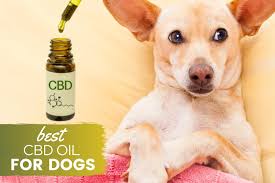 Can i give my pet human cbd oil? Best Cbd Oil For Dogs A Cure For Arthritis Anxiety Pain More Reviews Guide Canine Bible