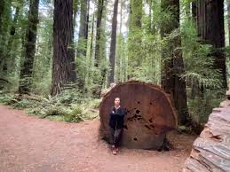 energy of the immortal redwood trees