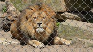 Animals in Captivity   Should or Should Not Be Kept    University     Pongo pygmaeus abeli baby 