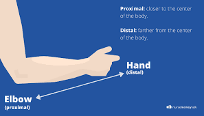 proximal vs distal exles diagram