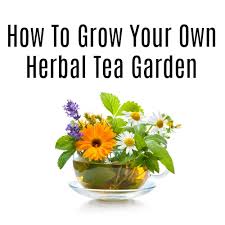 How To Grow Your Own Herbal Tea Garden