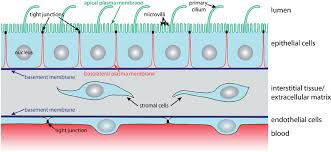 Epithelial And Endothelial