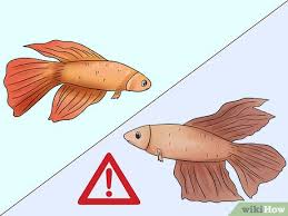 How To Tell How Old A Betta Fish Is 6 Steps With Pictures