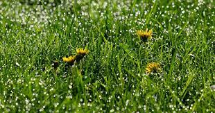 The flowers are a bright yellow with five petals. Lawn Weed Identification Photos Descriptions Best Treatments