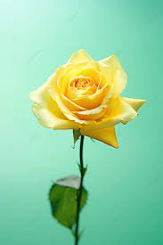 single yellow rose on background of