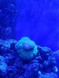 carpet anemone dying reef2reef