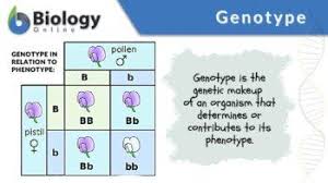 genotype definition and exles