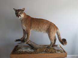 mountain lion life size taxidermy on
