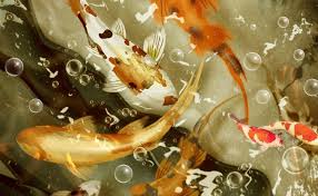 100 koi fish pictures wallpapers com