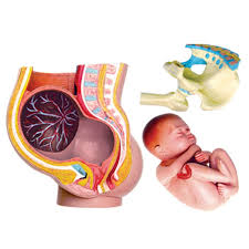 Some pregnant women may crave something that is not food, such as laundry starch, clay, ashes, or paint chips. Pregnancy Pelmvis Pregnant Women Human Body Anatomical Model Medical Model Medical Human Skeleton Human Body Assemble Medical Science Aliexpress
