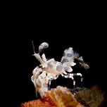 Lembeh, Indonesia  — Deep Stop Photography
