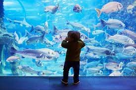Stay at Home Fun: Visit a Virtual Aquarium - Child's Life gambar png
