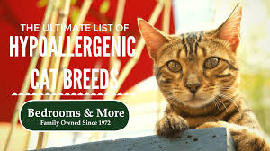 list of hypoallergenic cat breeds