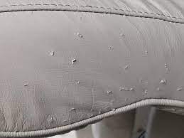 repair dog cat scratches on leather
