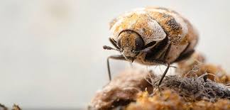 carpet beetle infestation