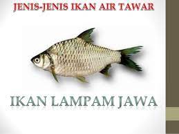 Aquarium #lampamjawa #silverbarb ikan lampam jawa (silver barb) bukanlah ikan asli (native) di malaysia. Ikan Lampam Jawa My Blog Ain Suwandi D49913