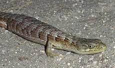Snakes, lizards, and worm lizards. Southern Alligator Lizard Wikipedia