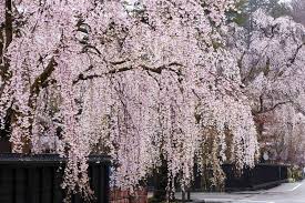 weeping cherry tree plant care