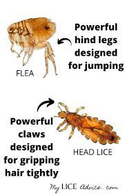 how lice spread do lice jump do lice