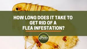 get rid of a flea infestation