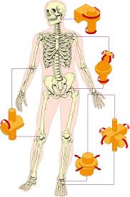 A diagram of the human skeleton showing bone and cartilage. Joints In The Human Body Kidspressmagazine Com Joints In Human Body Human Body Anatomy Body For Kids