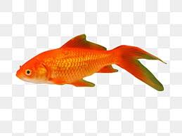 red fish png vector psd and clipart