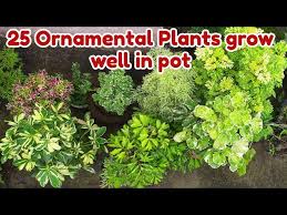 all season 25 ornamental plants in