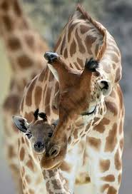 Image result for rare cute  animals