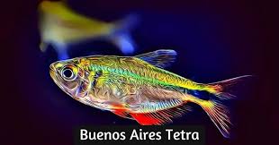 tetras auquarium fish keepers